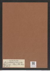 Amphitetras cornuta (Grev.) De-Toni (de-Toni-Nr.: Genus 137, Species 3637) Zeichnungen Sammlung Grunow Mappe 03778 (Herbarium_W_Grunow_drawings_Folder_03778)